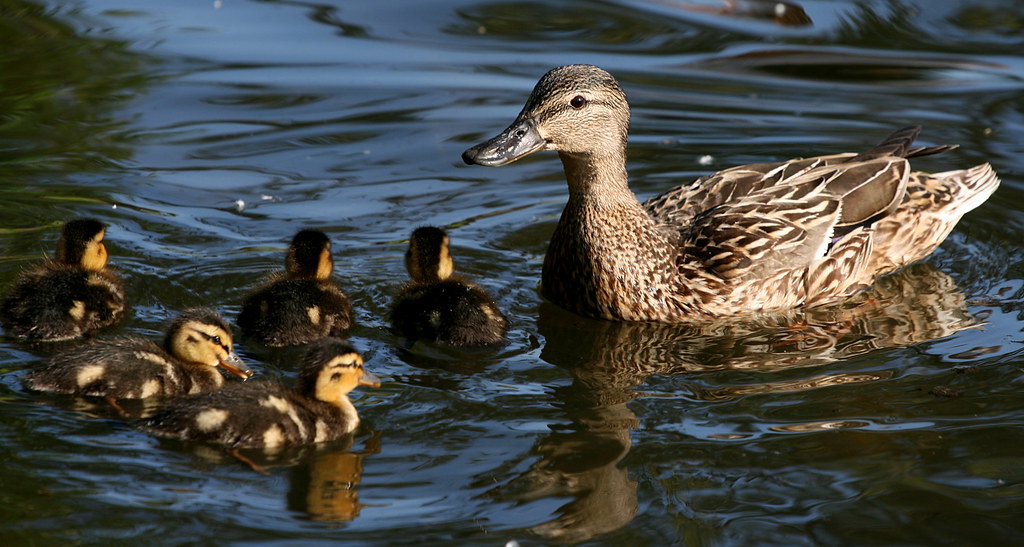 Beautiful family- Mallard female with her ducklings by úlfhams_víkingur