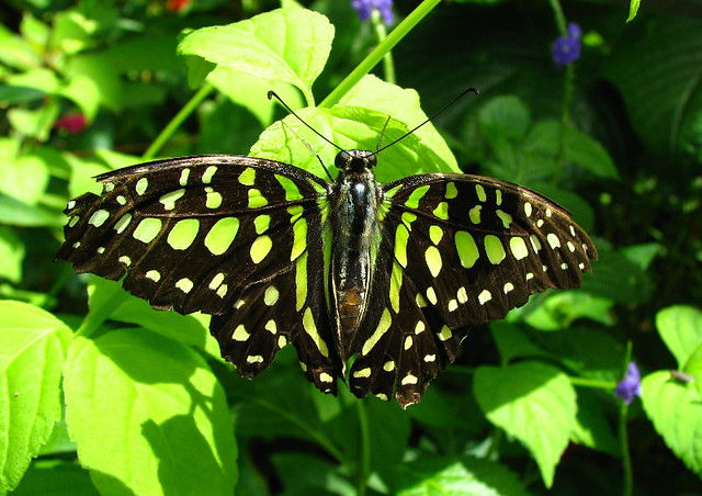 Butterfly With Neon Green Spots - Butterfly World - Tradewinds Park, Coconut Creek, Broward County, FL