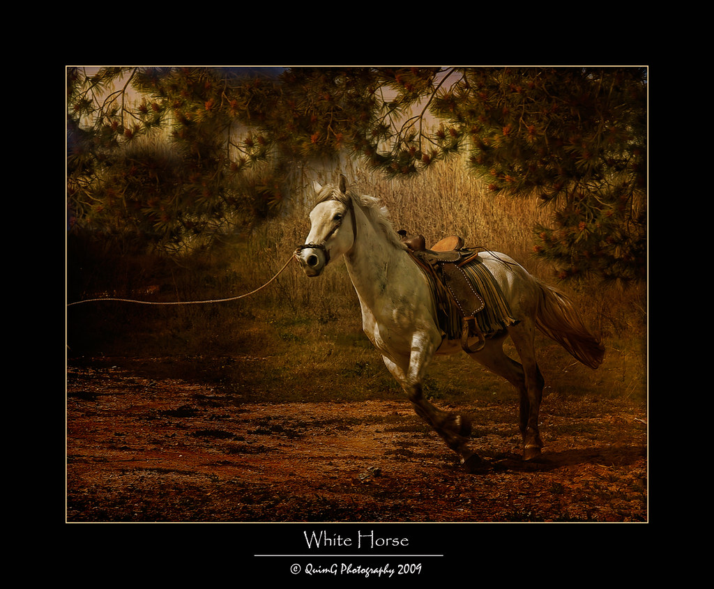 0151 White Horse by Quim Granell