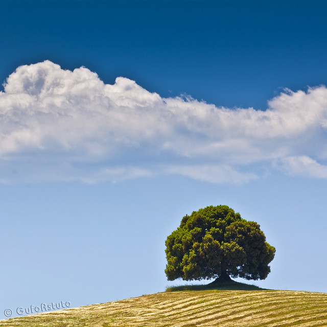 Tuscany, the lonely oak...
