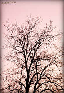 Silhouette of a tree