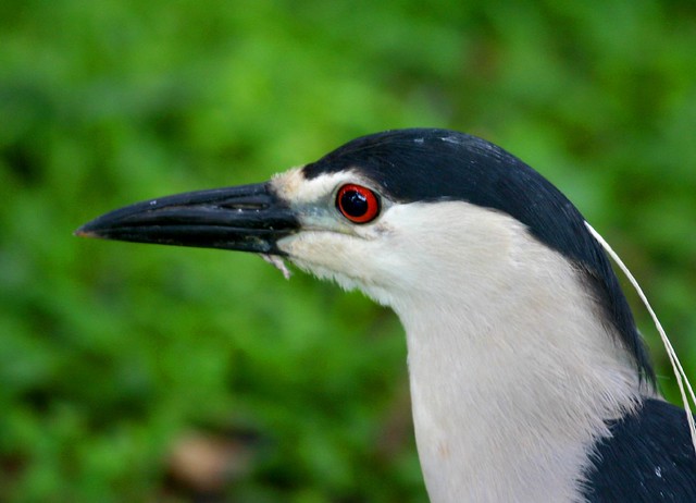 Savacu (Black-crowned Night-heron)