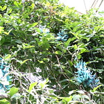 Blue Jade Vine　翡翠 蔓　ひすい かずら