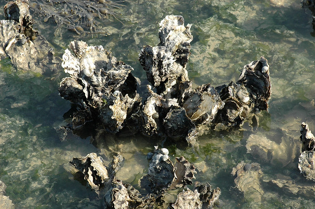 Crassostrea gigas (Pacific or Japanese Oyster / Japanse oester)