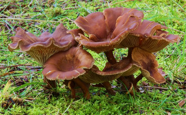 Cogumelos / Mushrooms (Cantharellus cibarius?)