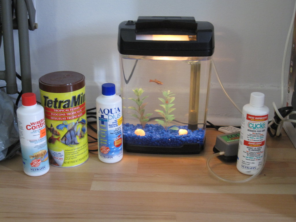 How many fish in a 1-gallon tank?
