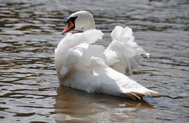 Mute Swan (Cygnus olor) Displaying on the River Dee at Chester (rear view)
