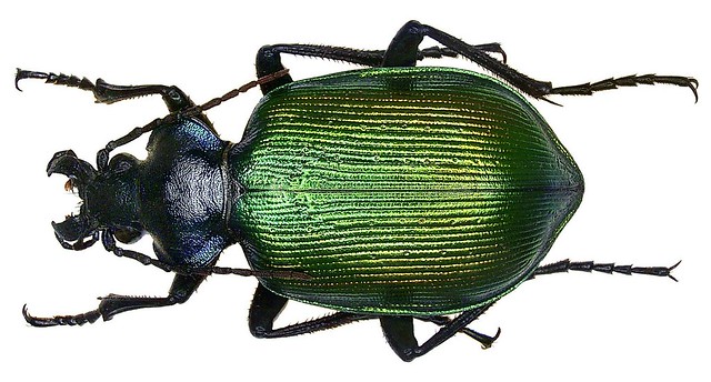 Calosoma sycophanta (Linné, 1758)