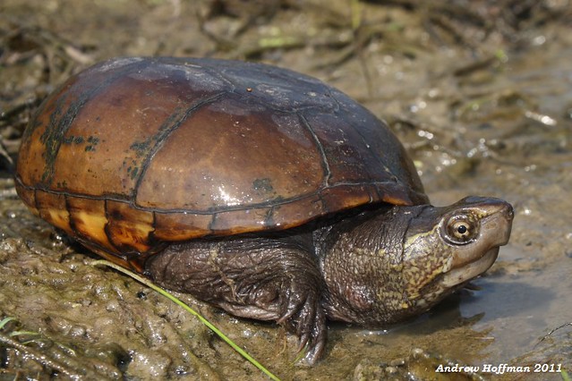 Kinosternon subrubrum hippocrepis (Mississippi Mud Turtle)