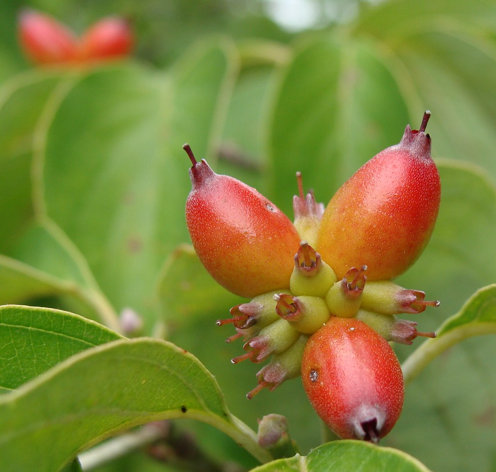 Dogwood fruit that the squirrels hadn't gotten yet Flickr