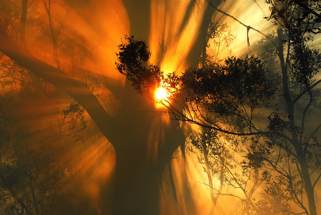 Bushfire sun, Conjola National Park | Mike Jarman | Office of ...