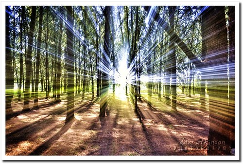 If You Go Out In The Woods Today... [Explore Front Page] by Africa Dave