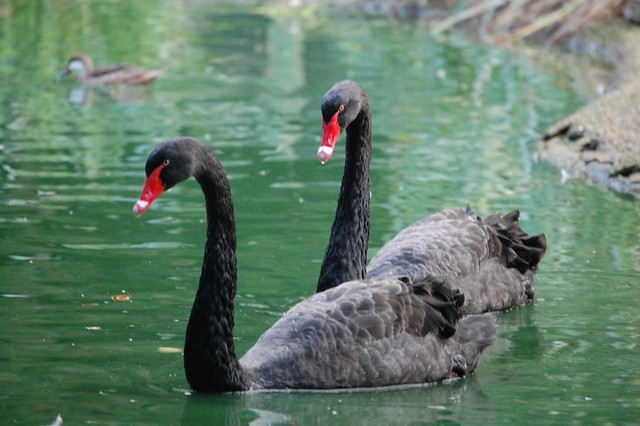 Black Swans, Marwell Zoo