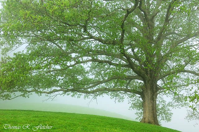 White Oak Tree in Fog