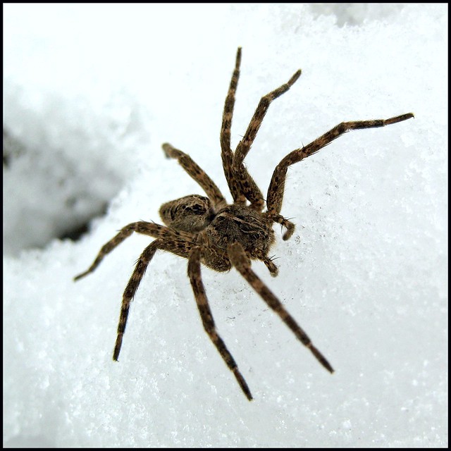 Snow Spider