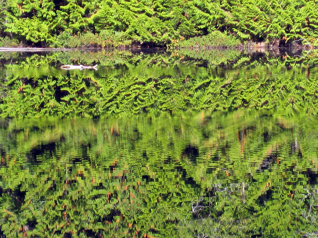 Green ripples and reflections