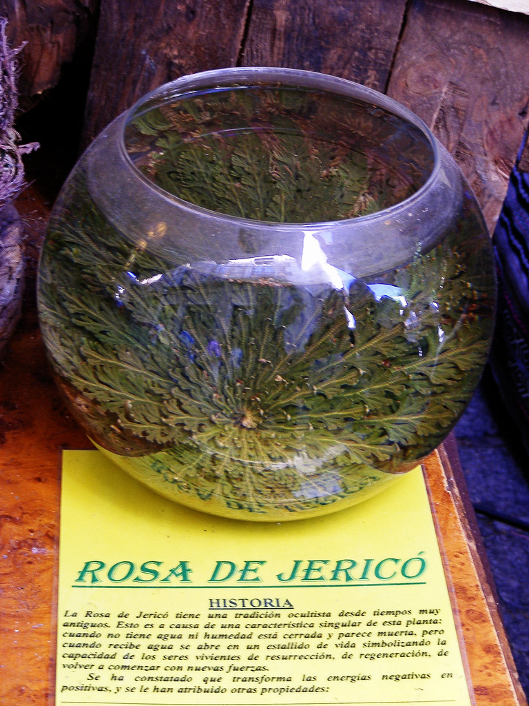 All sizes | Rosa de Jericó | Flickr - Photo Sharing!