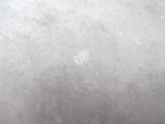Snowy Cristal