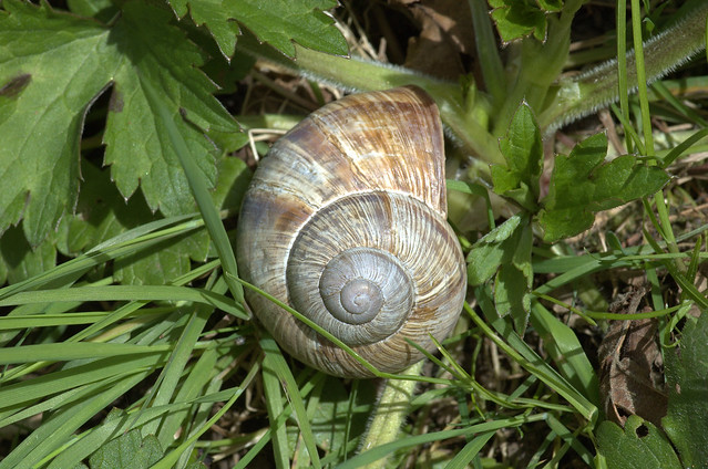 Helix pomatia (Roman snail / Wijngaardslak)