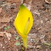 Flickr photo 'Western Skunk Cabbage {Lysichiton americanus}' by: Drew Avery.