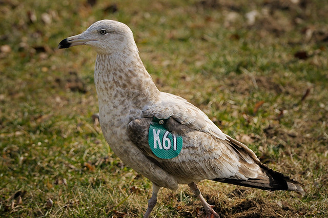 K61 Seagull - Water Supply Protection Gull Study
