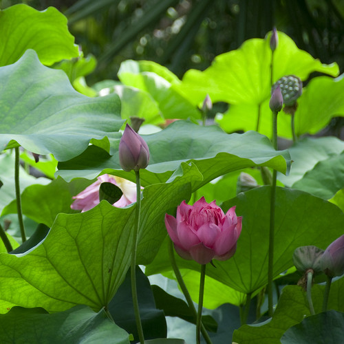 Lotus in Color by plaskota
