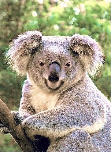 One very happy koala =)