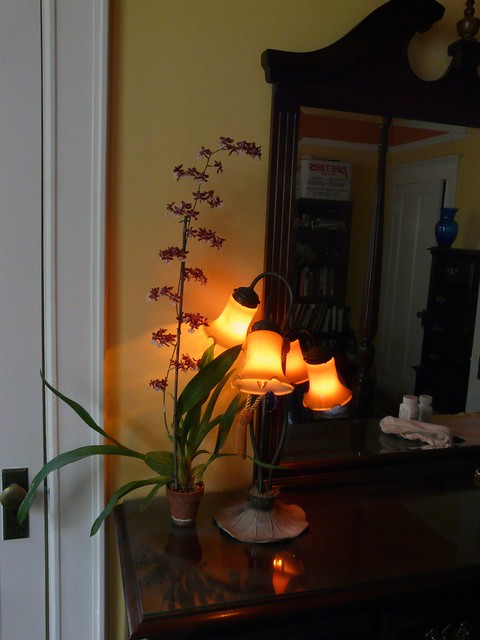 Oncidium Sharry Baby orchid hybrid