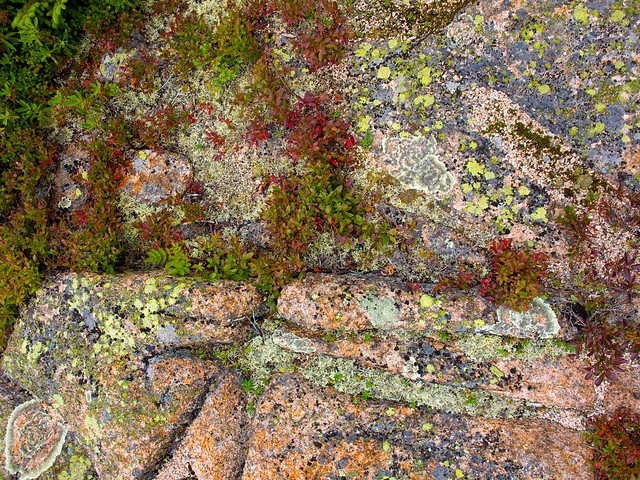 Lichen on Rock Acadia