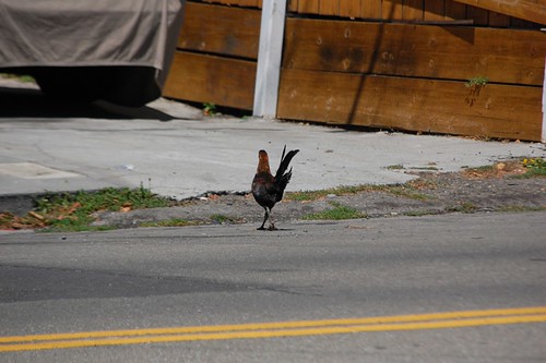 Chicken Cross Road | by rocketdogphoto