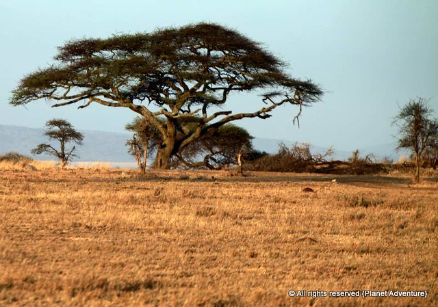 Tree - Serengeti National Park - Tanzania - Africa