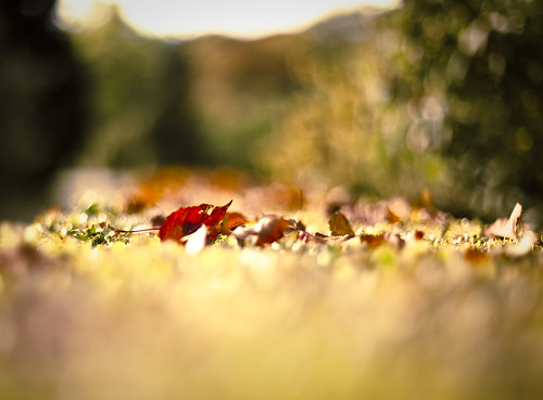 Fiery colors begin their yearly conquest of the hills, propelled by the autumn winds. Fall is the artist. by raceytay {I br♥ke for bokeh}