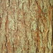Flickr photo 'Pseudotsuga menziesii (Douglas-fir) - cultivated' by: Arthur Chapman.