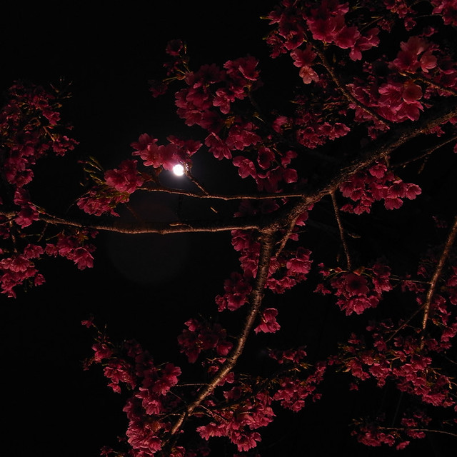 月と寒緋桜 moon & cherry blossoms　　