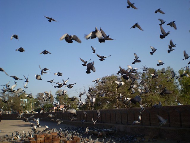 Pigeons at the Shrine of Hazrat Bahauddin Zakariya