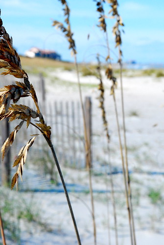 Amelia Island | by nicole.shealy