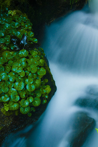 flow of nature | I wish my kit lens (18-55mm) wasn't broken … | Flickr