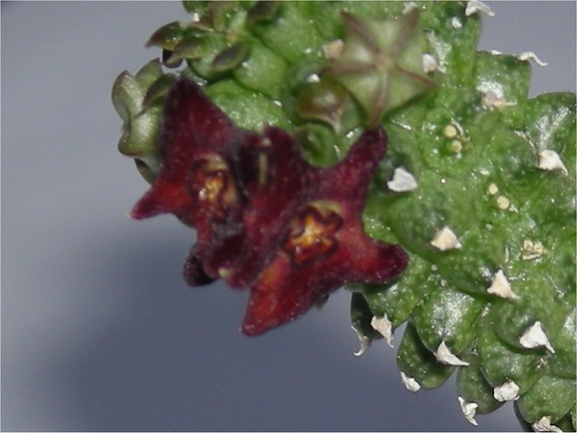 Echidnopsis bihendulensis(1)