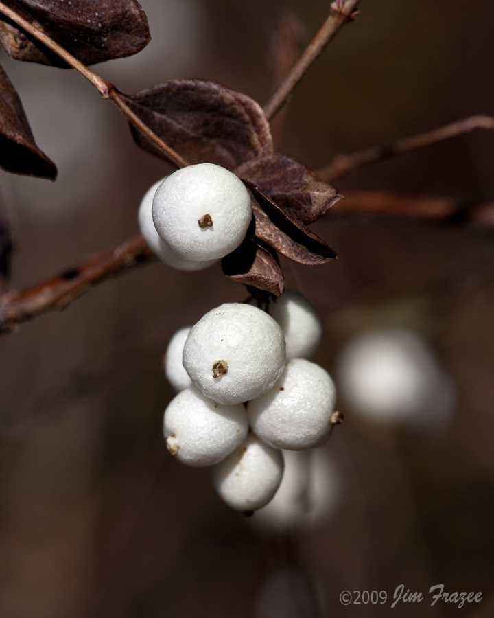 Common Snowberry by Jim Frazee