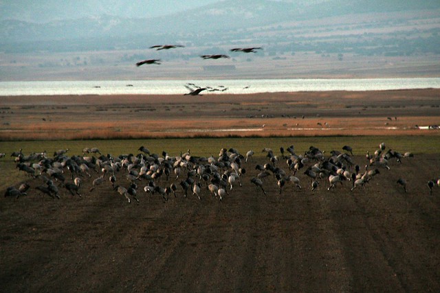 Cranes feeding on a freshly seeded field