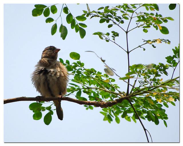 House Sparrow {Passer domesticus}