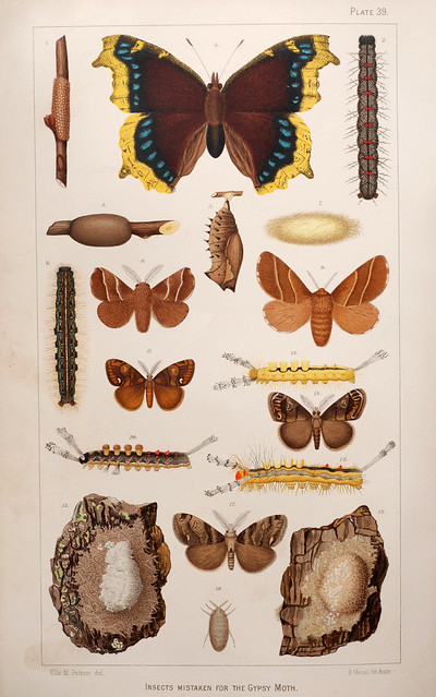Plate 39, Insects Mistaken for the Gypsy Moth