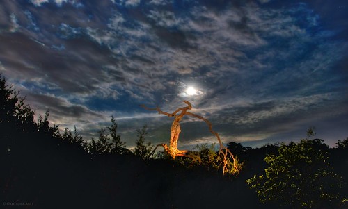 sky moon lightpainting tree clouds austin oak texas tx fullmoon moonlit nightsky moonglow deadoaktree oscote oxherder