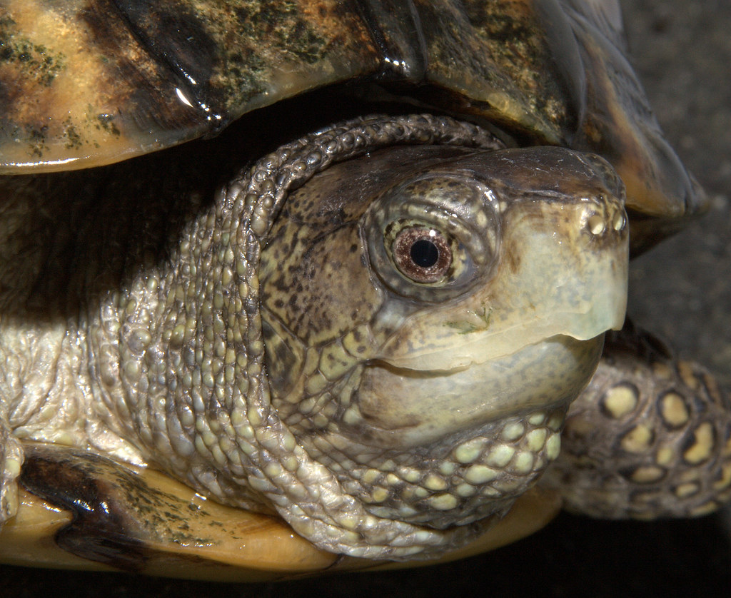 Coahuilan box turtle | Terrapene coahuila, Knoxville Zoo | Bill Hughes ...