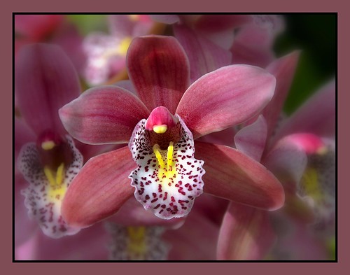 Mom's Orchid by champbass2