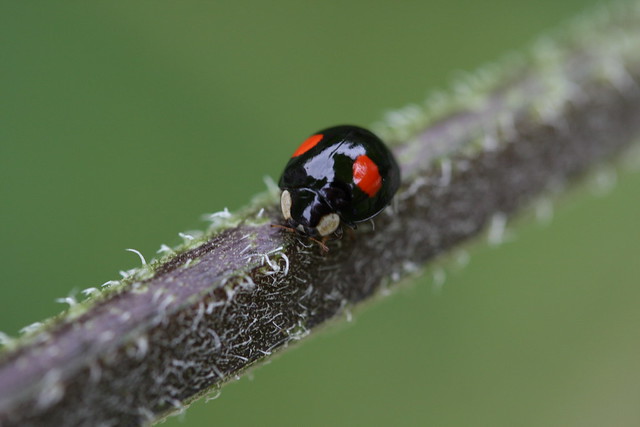 Black with red spots harlequin ladybird