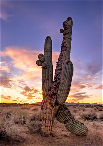 sunset arizona cactus canon interestingness desert dusk explore saguaro hdr personification photomatix tokina1224f4 50d tonemapped impressedbeauty 7exposure robotography robovercashphotography