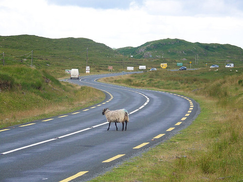 Ireland - Sheep crossing | by einaz80