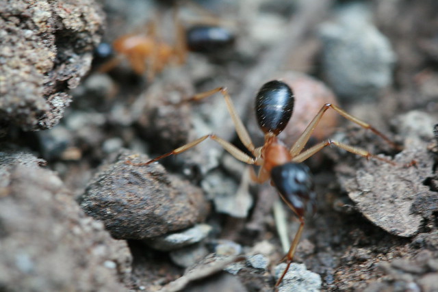 Camponotus nigriceps (Black-headed Sugar-Ant)