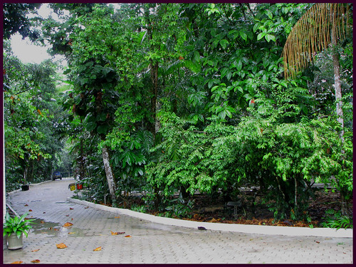Amazon-Manaus | by PHOTOPHANATIC1